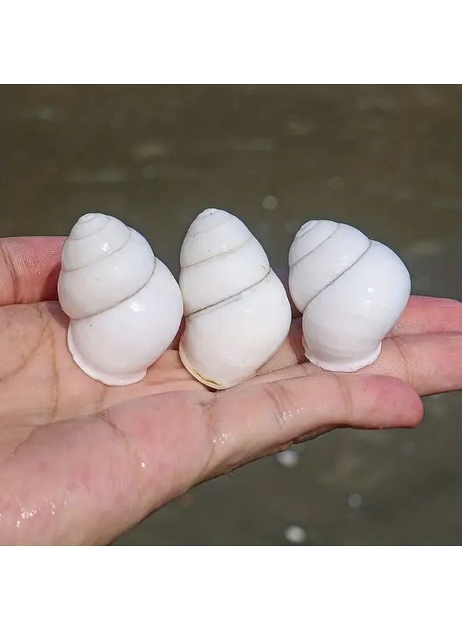 White Snail Shell Aquarium Decor 1pc Glossy Enamel Conch Nordic Style Fish Tank Ornament - Image 3